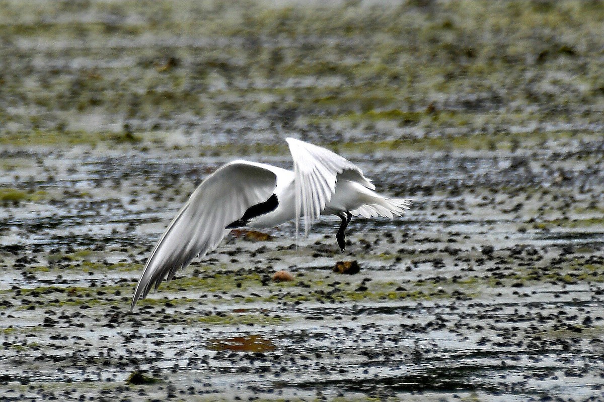 Gull-billed Tern - ML632622522