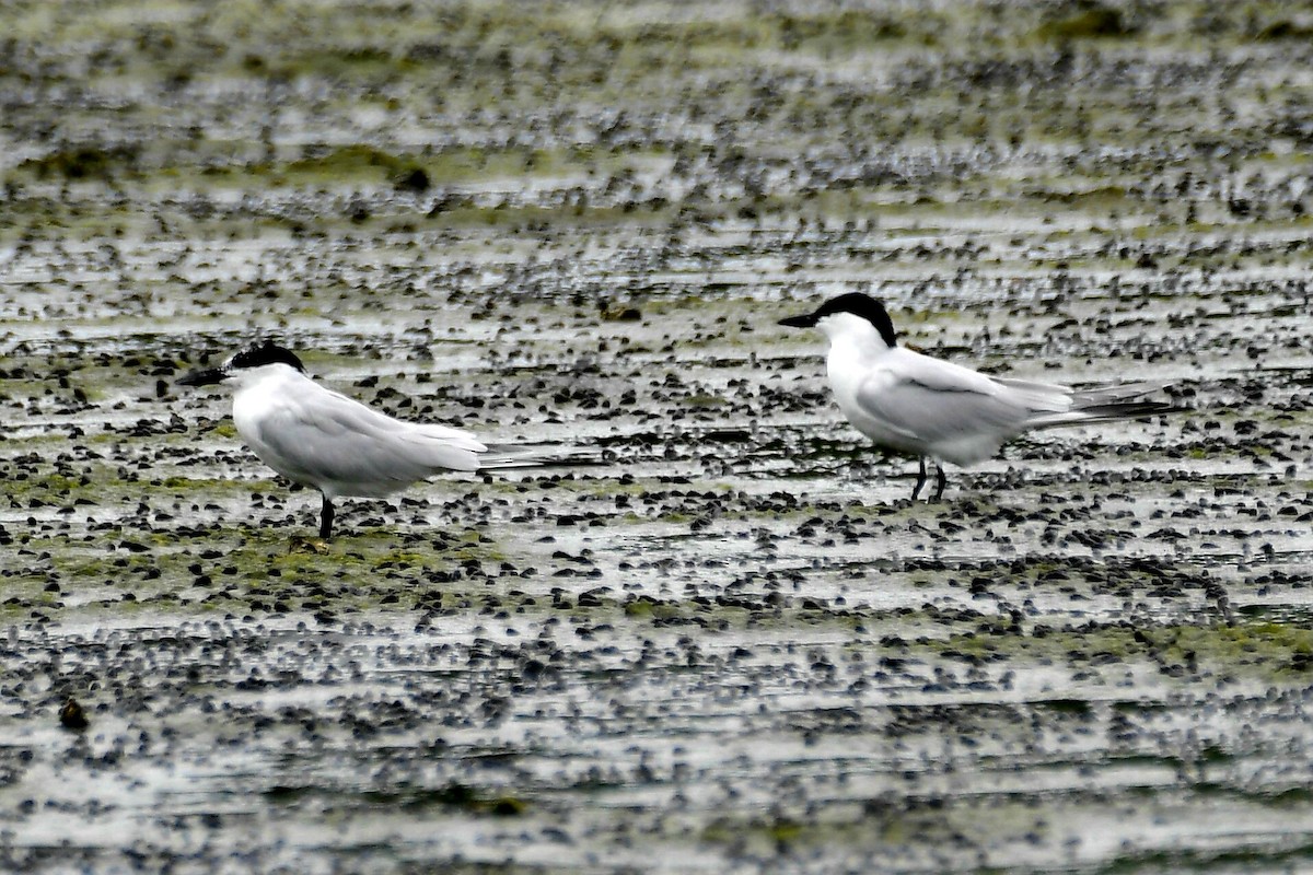 Gull-billed Tern - ML632622523