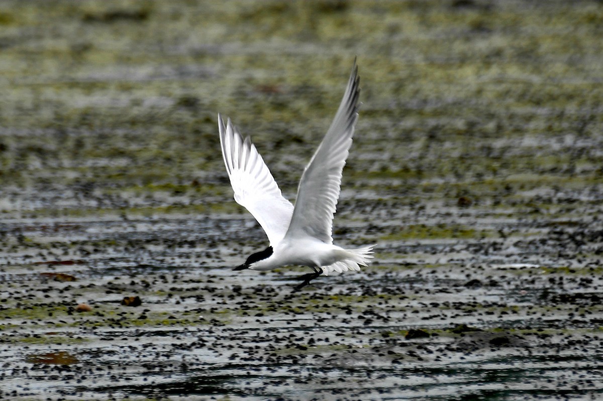 Gull-billed Tern - ML632622524
