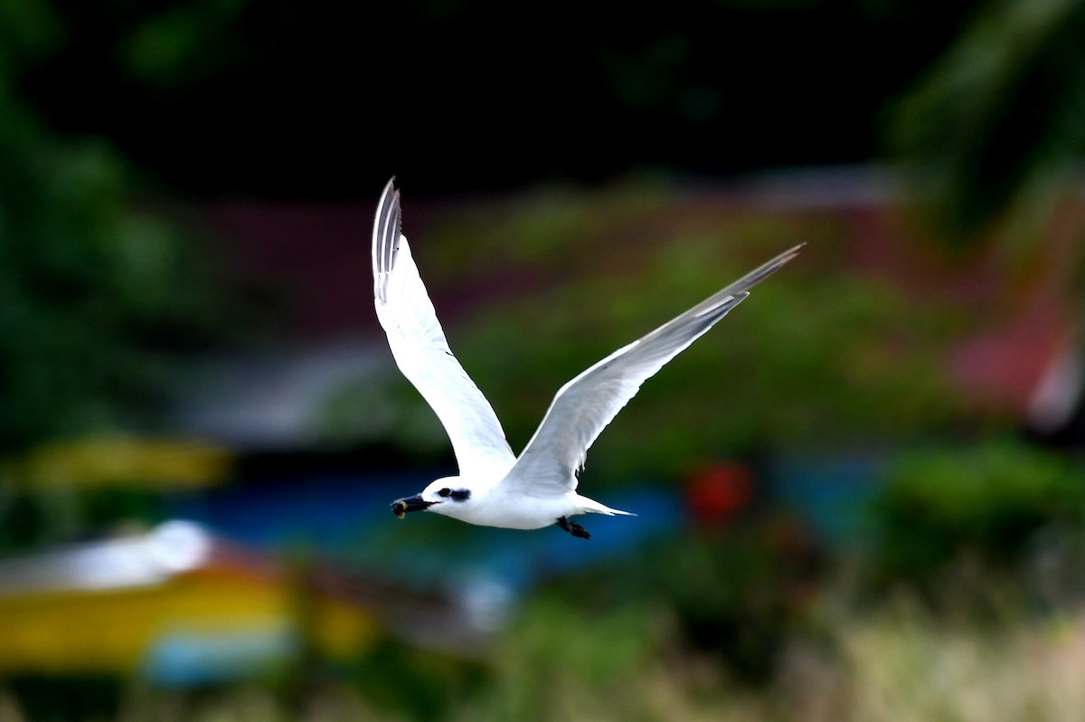 Gull-billed Tern - ML632622525