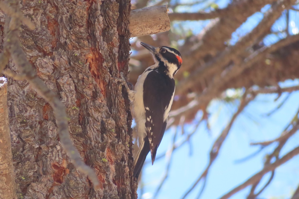 セジロアカゲラ - ML632622528