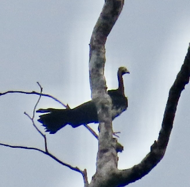 Blue-throated Piping-Guan - ML632622529