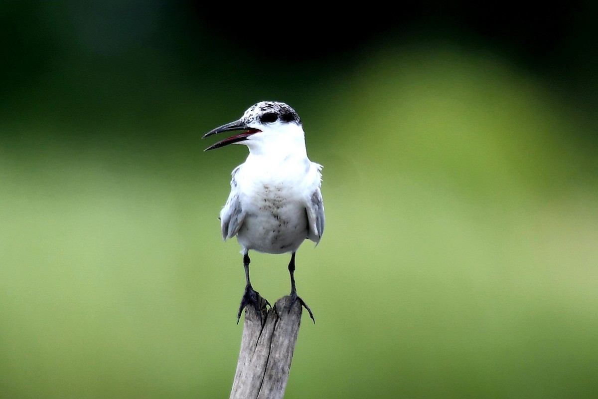 Whiskered Tern - ML632622540