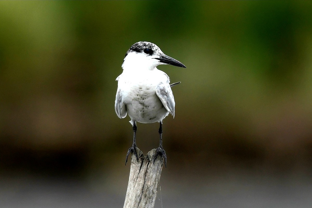 Whiskered Tern - ML632622541