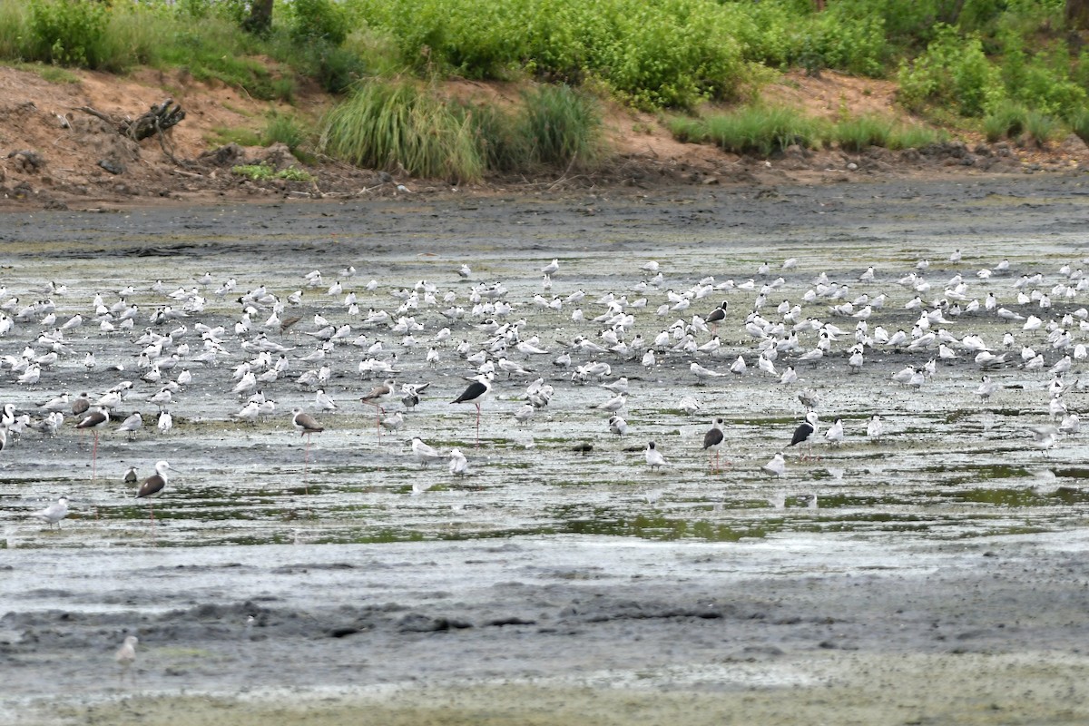 Whiskered Tern - ML632622542