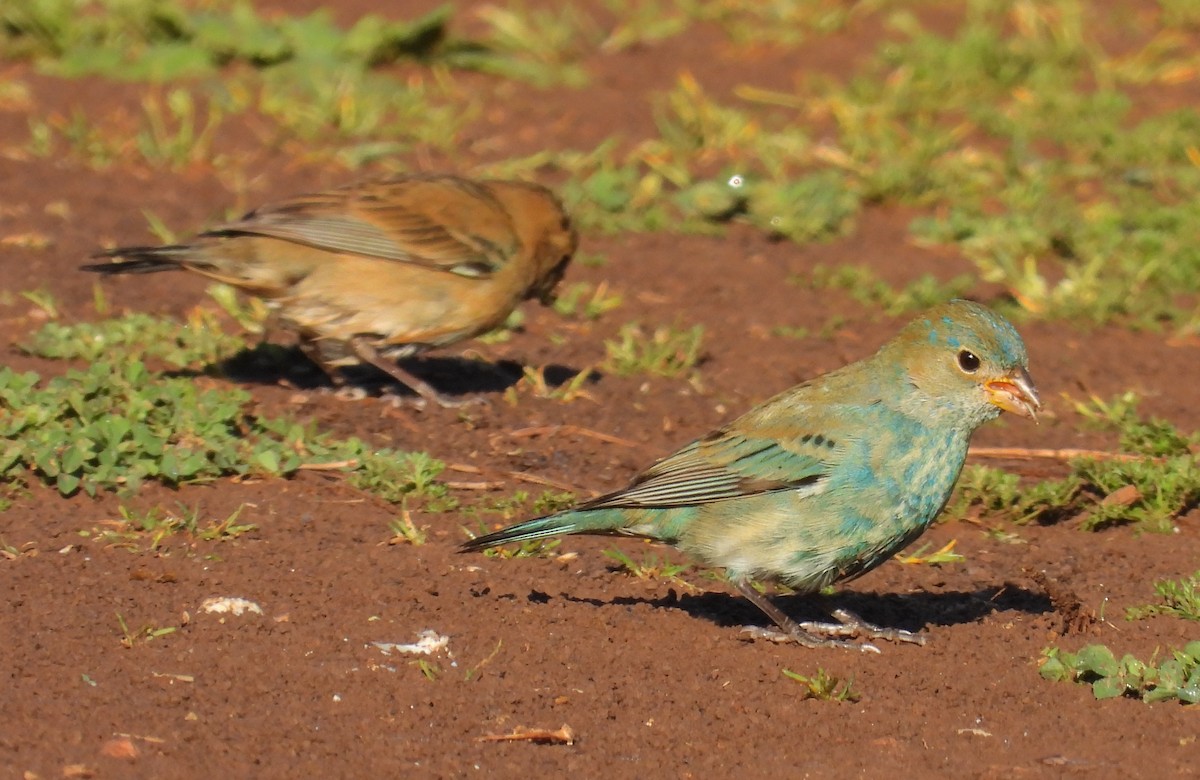 Indigo Bunting - ML632622579