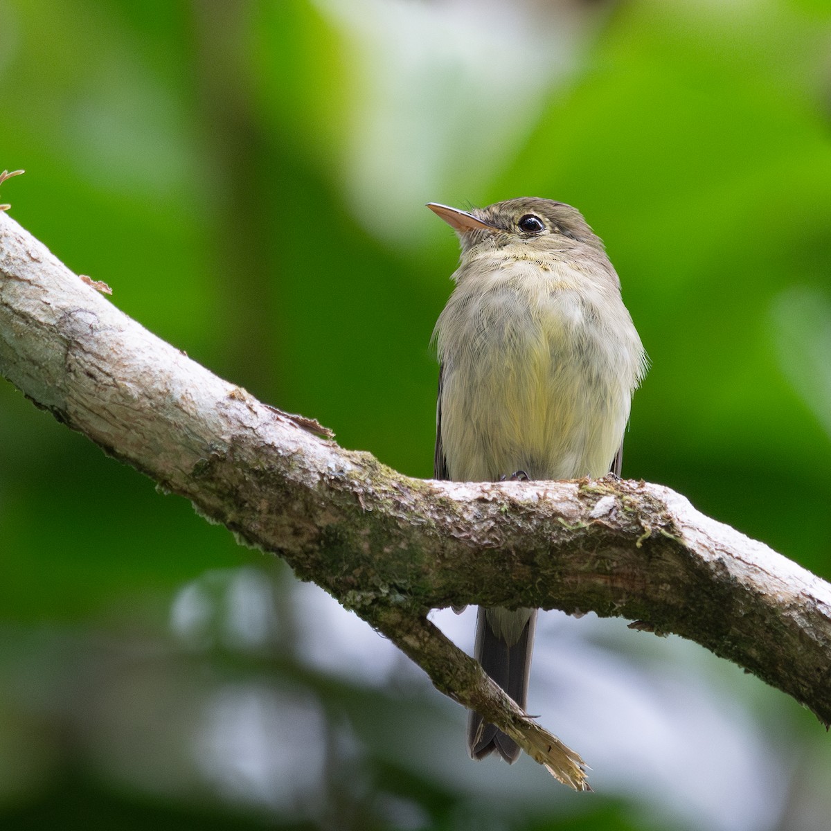 Yellow-bellied Flycatcher - ML632622773