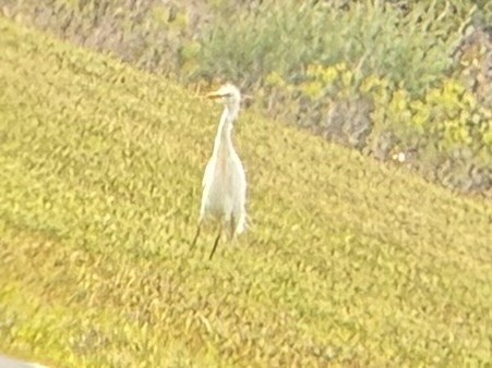 Western Cattle-Egret - ML632622899