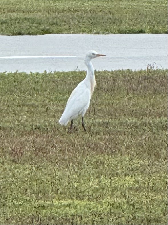 Western Cattle-Egret - ML632622901