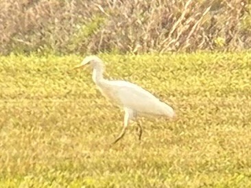 Western Cattle-Egret - ML632622902