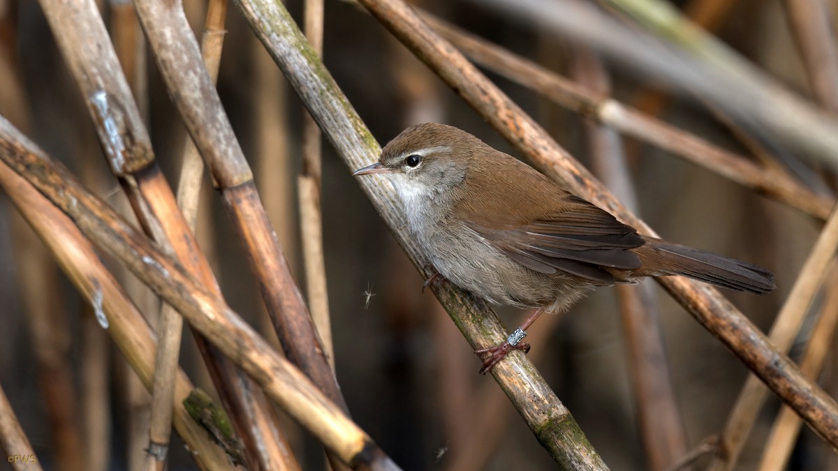 Cetti's Warbler - ML632623021