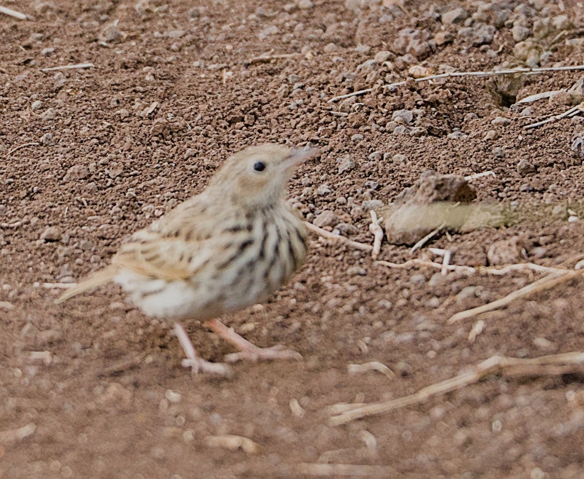 クサハラタヒバリ - ML632623100