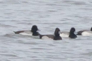 Ring-necked Duck x scaup sp. (hybrid) - ML632623713