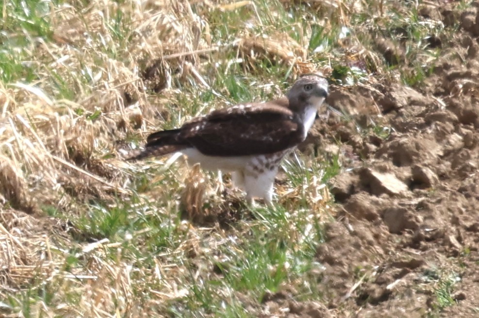 Red-tailed Hawk - ML632623746