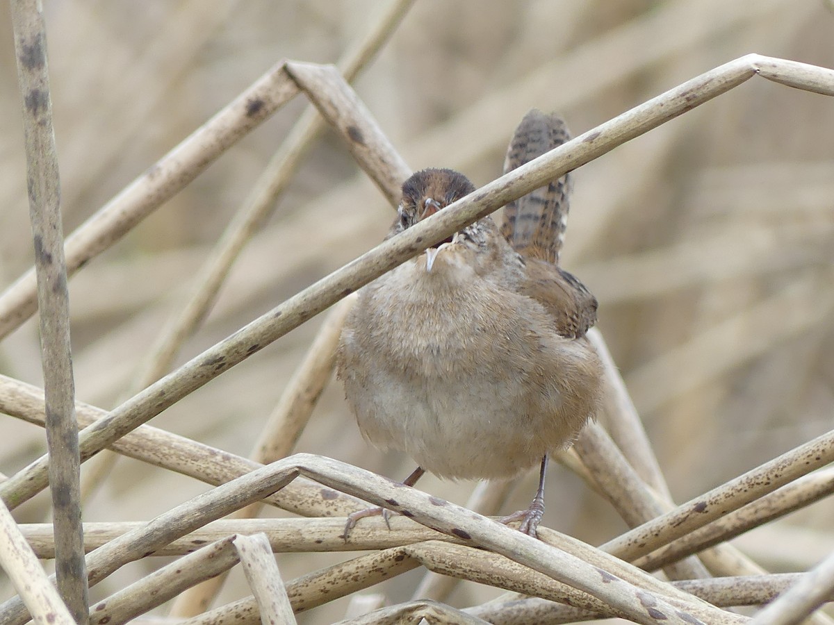 Marsh Wren - ML632624086