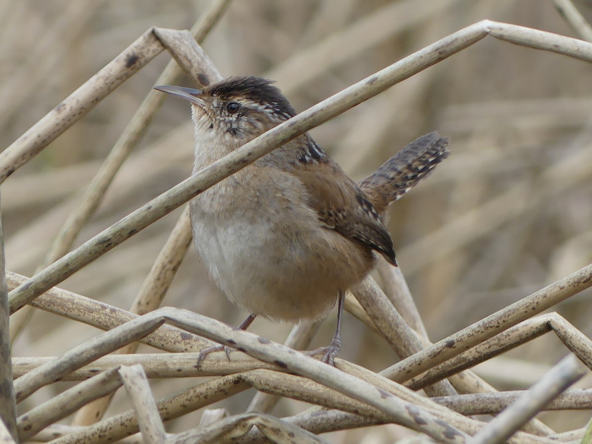 Marsh Wren - ML632624087