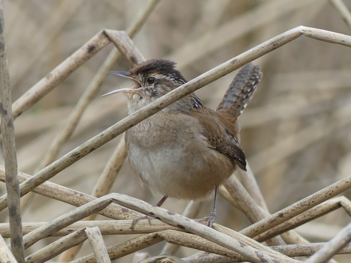 Marsh Wren - ML632624088