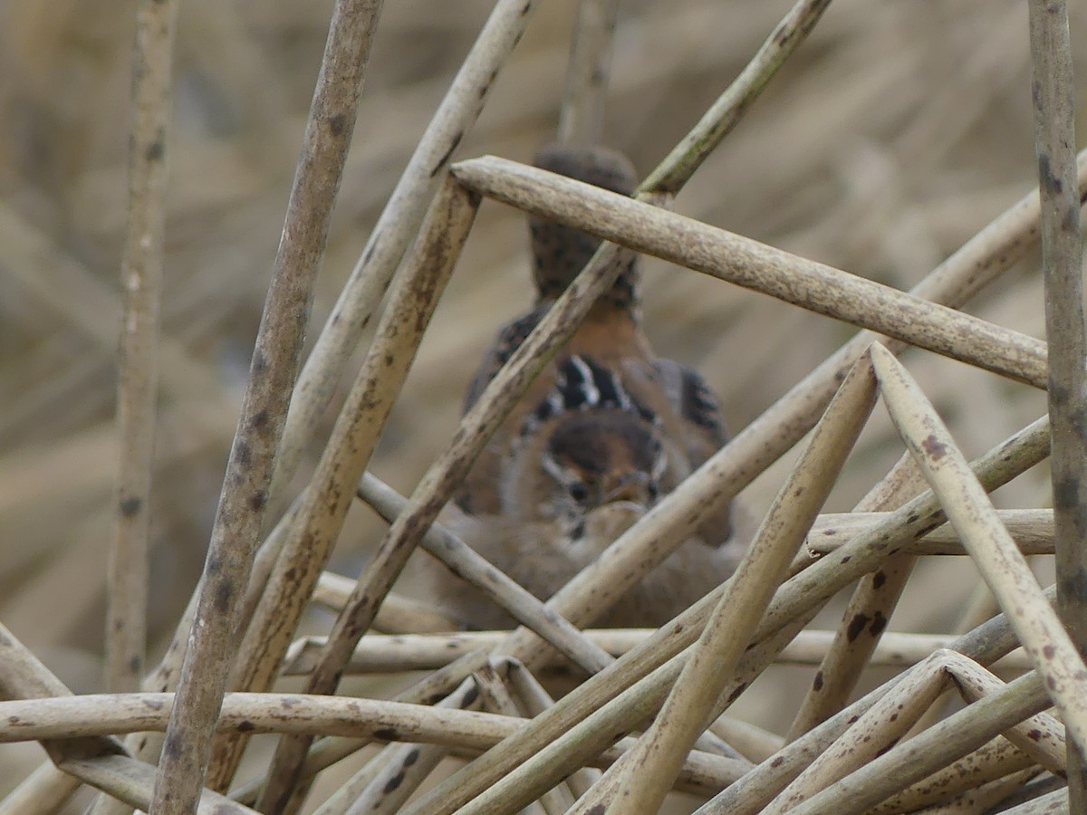 Marsh Wren - ML632624089