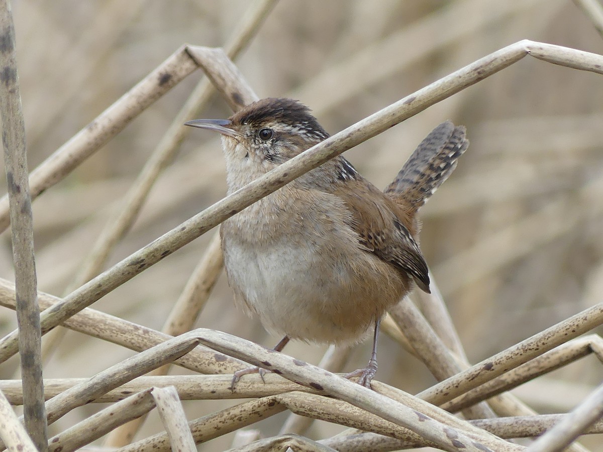 Marsh Wren - ML632624090