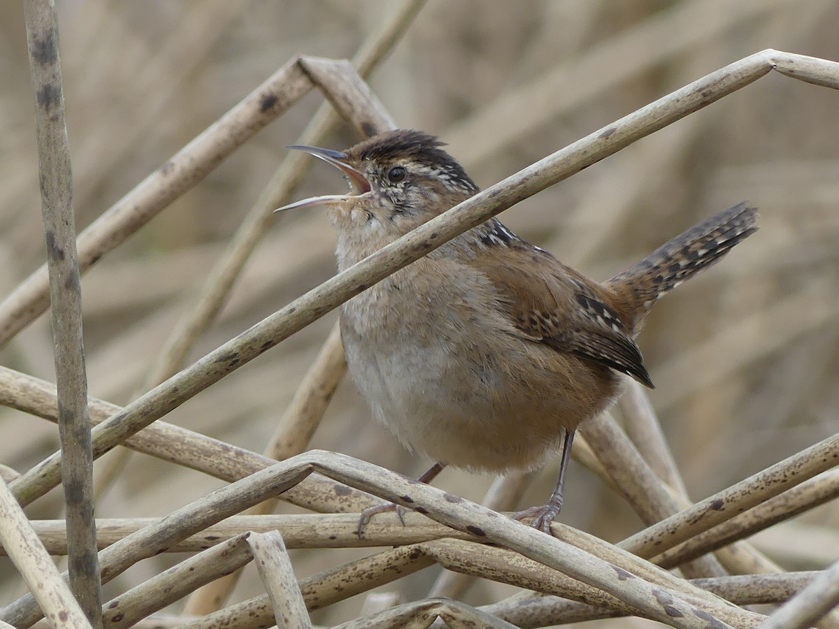 Marsh Wren - ML632624091