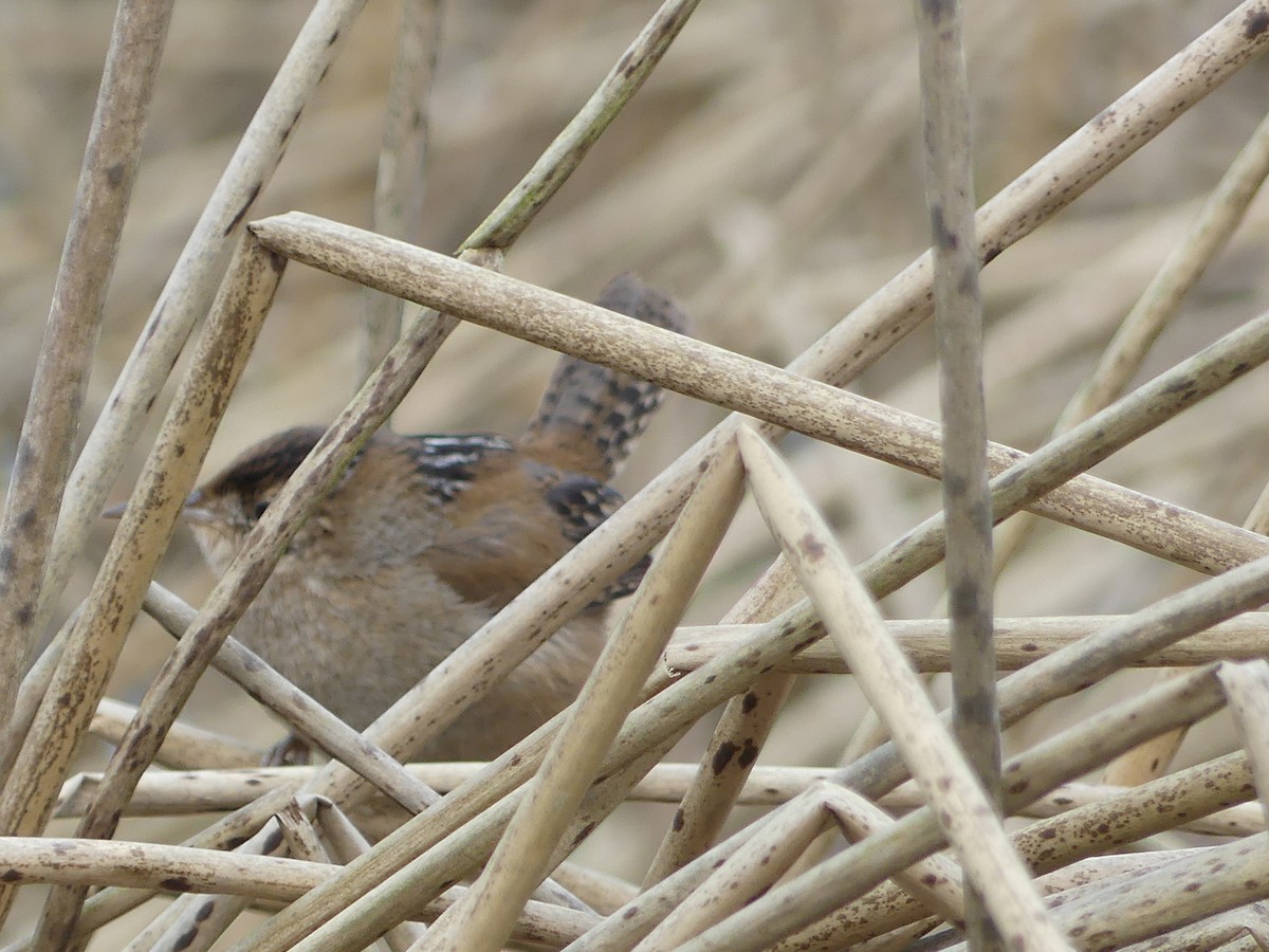 Marsh Wren - ML632624092