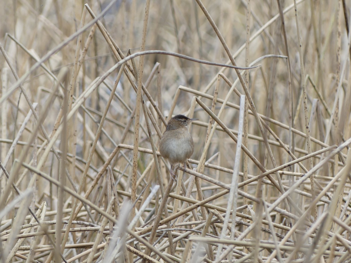 Marsh Wren - ML632624093