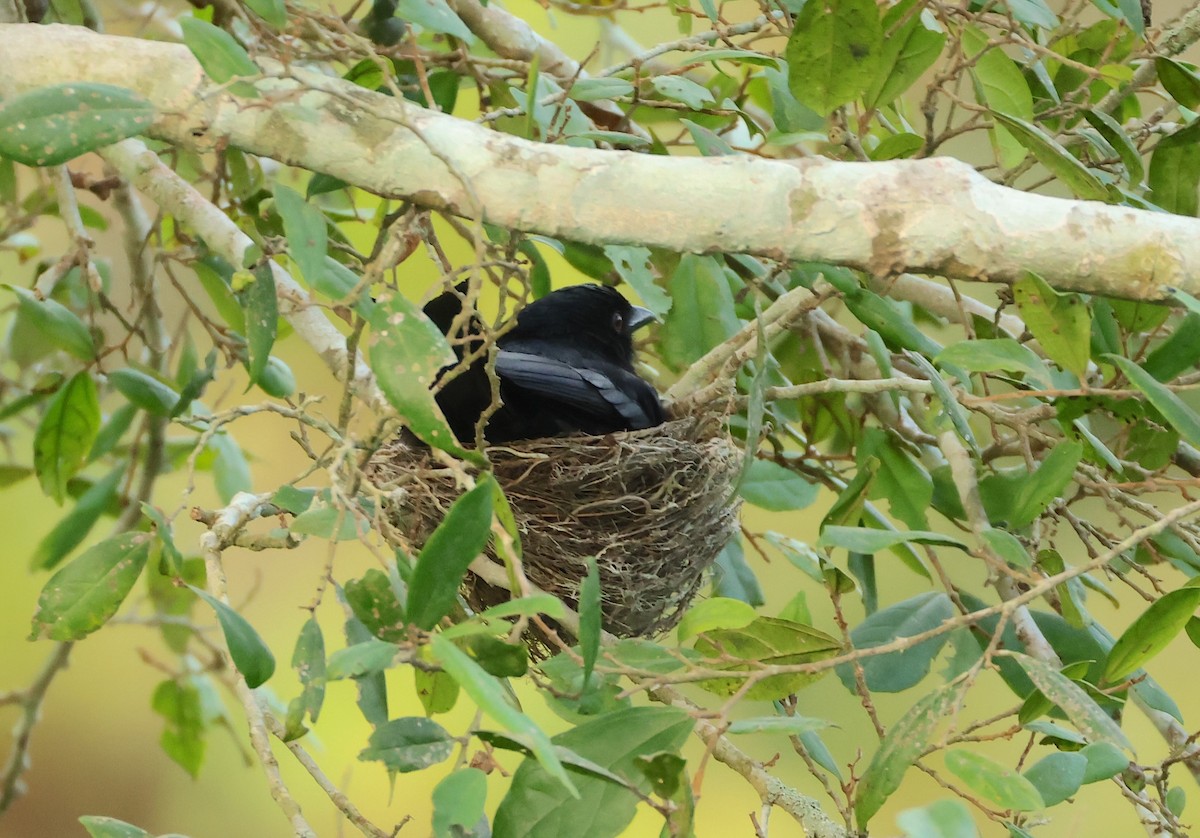 Velvet-mantled Drongo - ML632624098