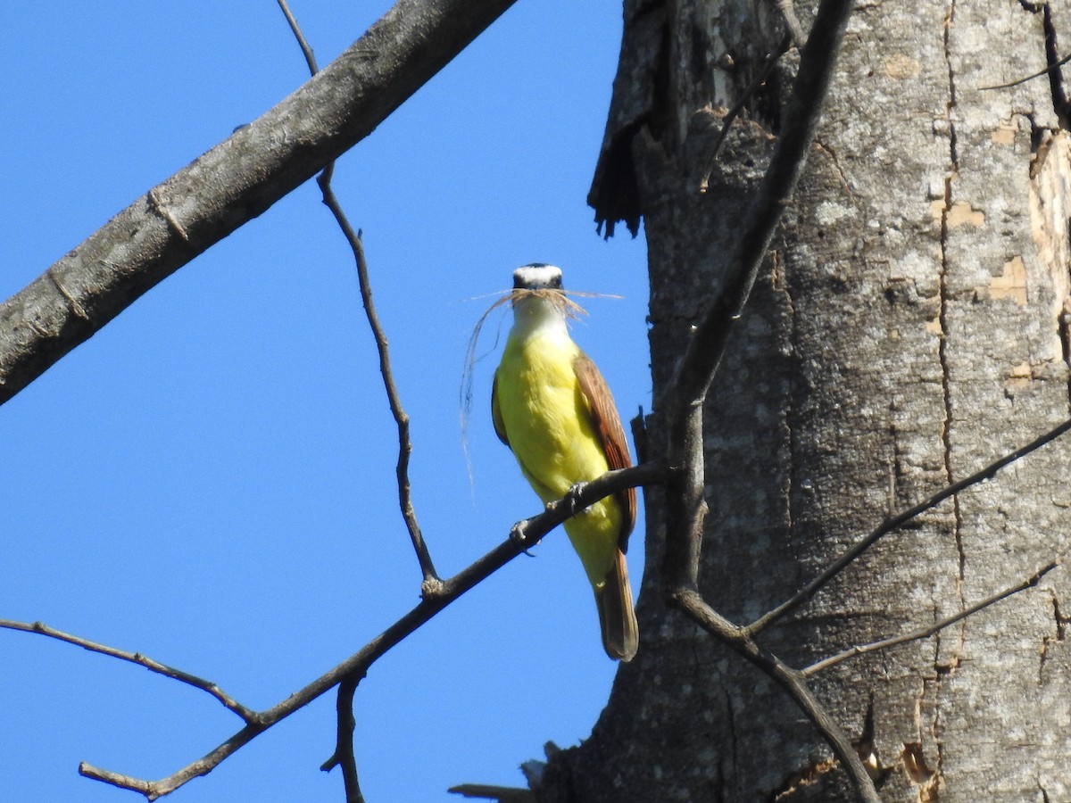 Great Kiskadee - ML632624245