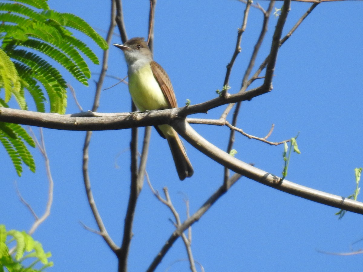 Dusky-capped Flycatcher - ML632624326