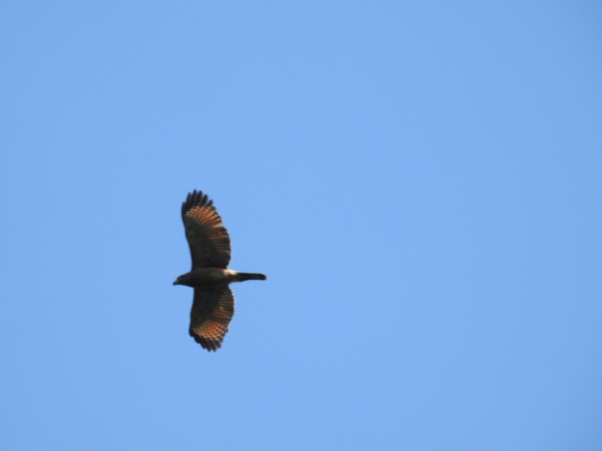 Roadside Hawk - ML632624387