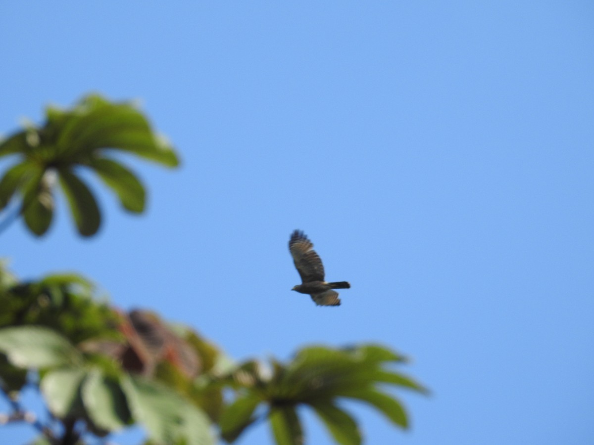 Roadside Hawk - ML632624388