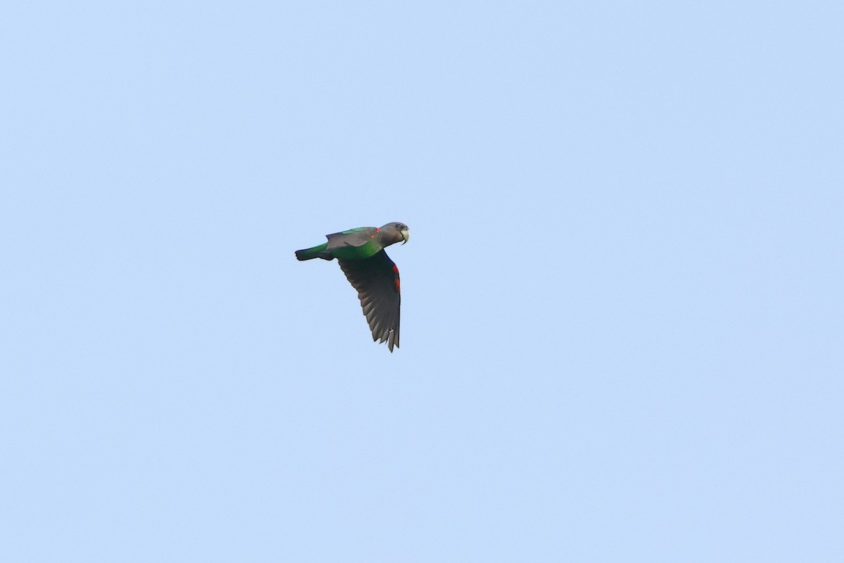 Brown-necked Parrot - ML632624392