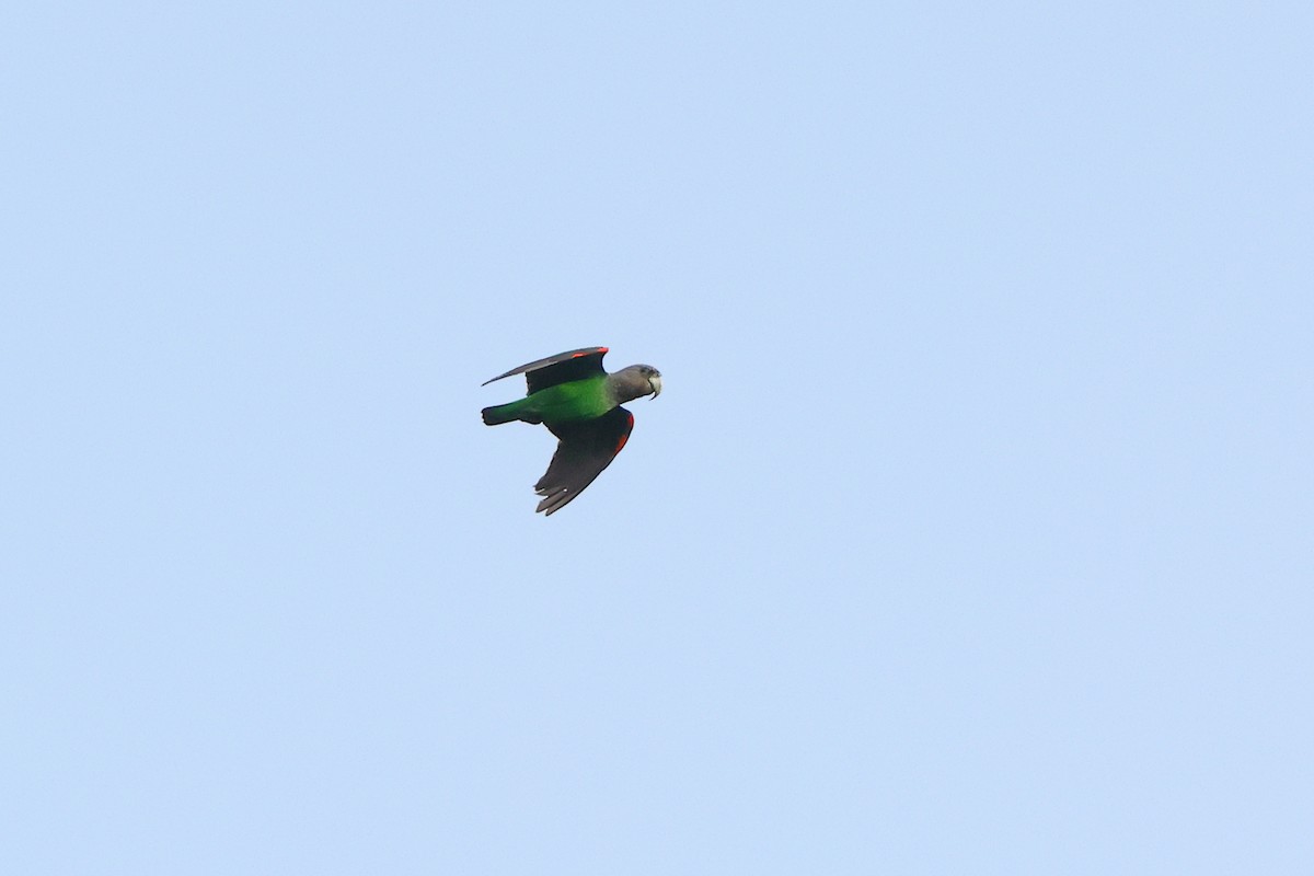 Brown-necked Parrot - ML632624393