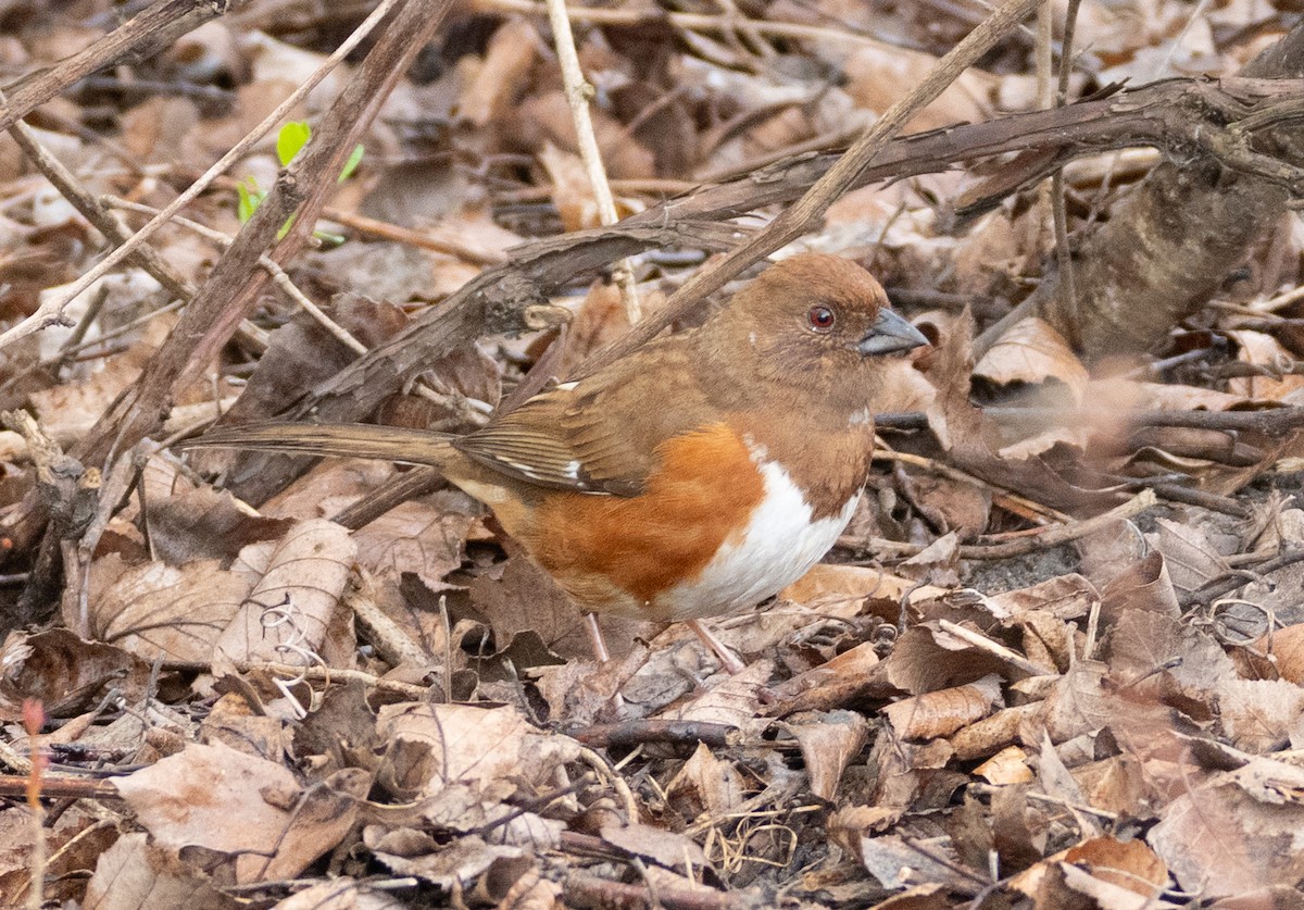 Eastern Towhee - ML632624447