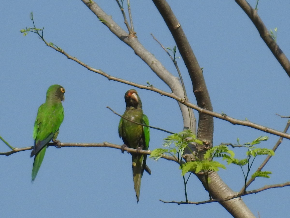 Orange-fronted Parakeet - ML632624491