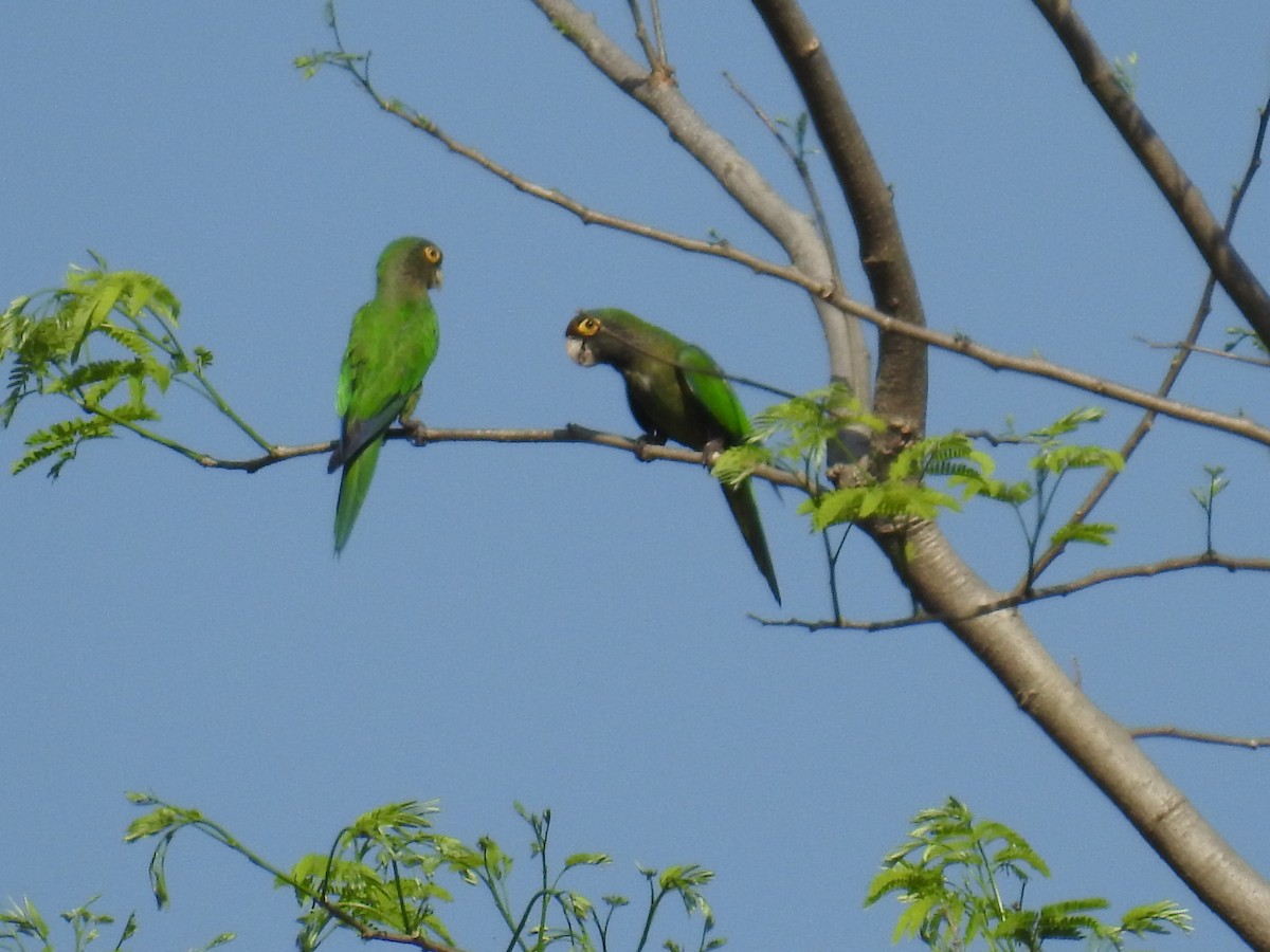 Orange-fronted Parakeet - ML632624492