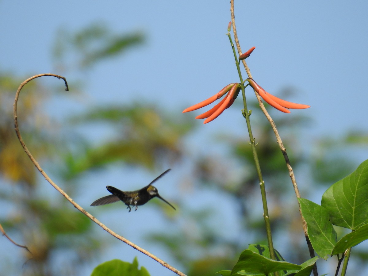 Long-billed Starthroat - ML632624533