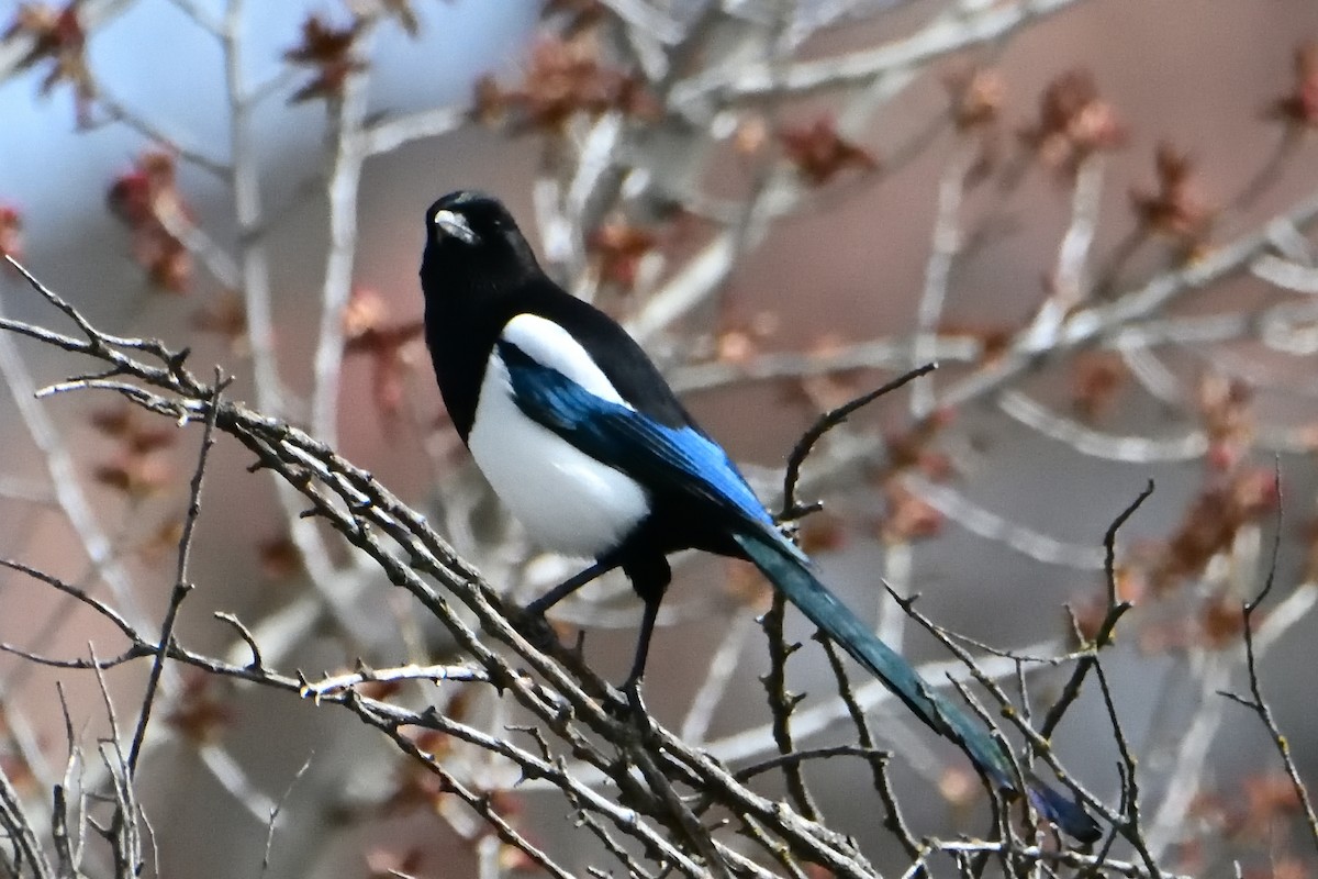 Алаг шаазгай - ML632624637
