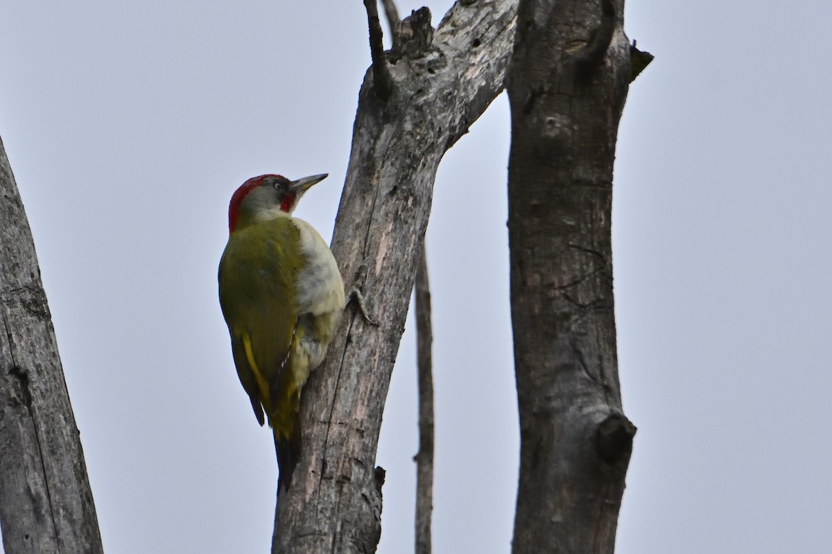 Iberian Green Woodpecker - ML632624646