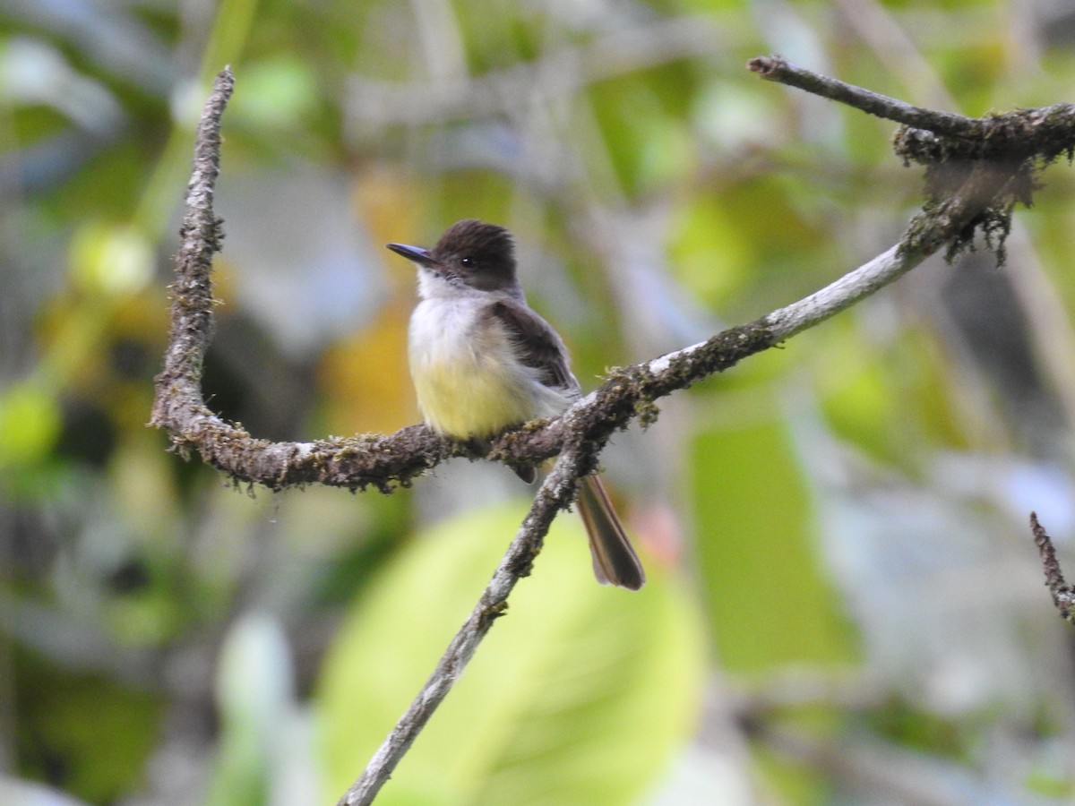 Dusky-capped Flycatcher - ML632624658