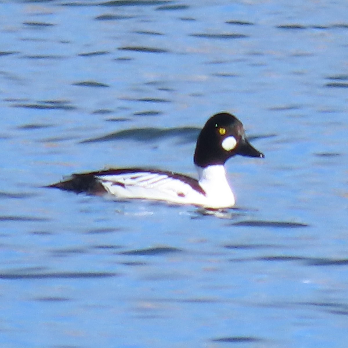 ホオジロガモ - ML632624677