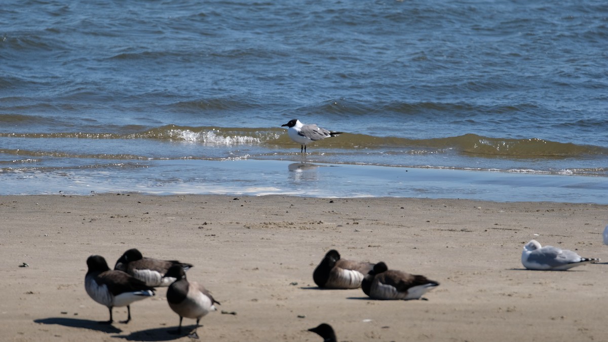 Mouette atricille - ML632624679