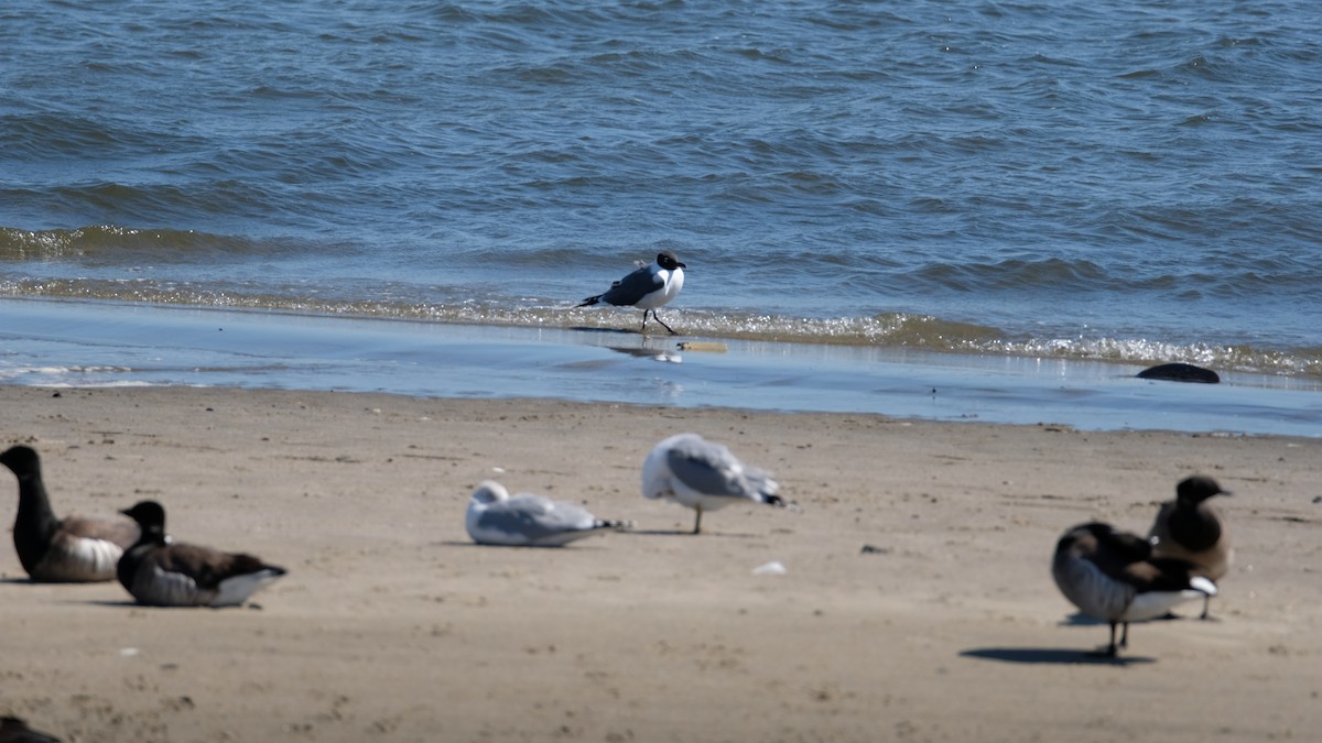 Mouette atricille - ML632624680