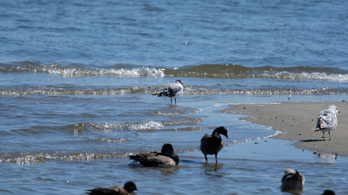 Mouette atricille - ML632624681
