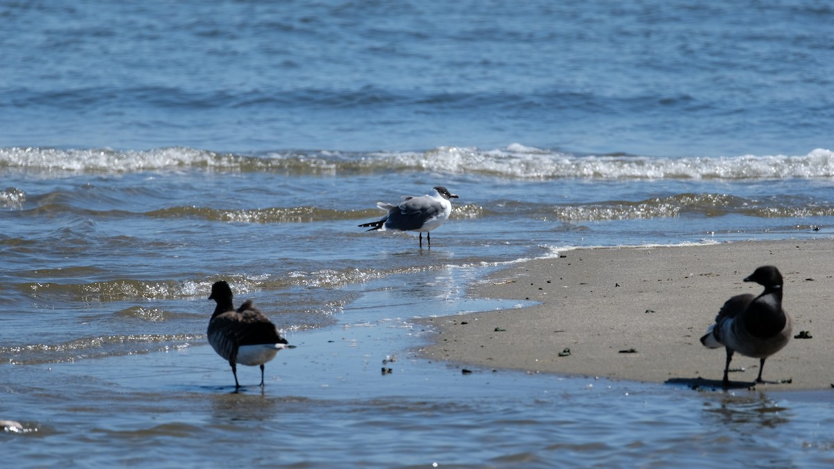 Mouette atricille - ML632624682