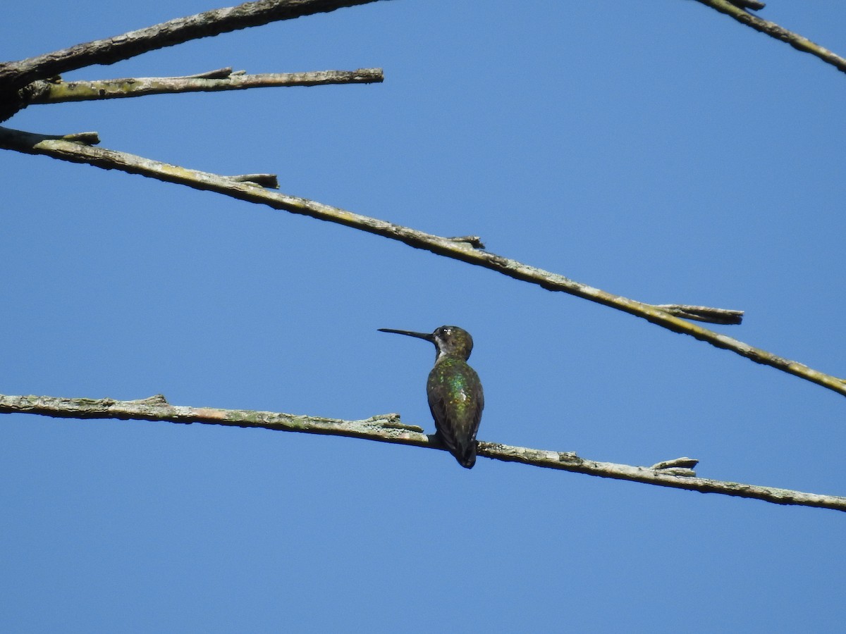 Long-billed Starthroat - ML632624742