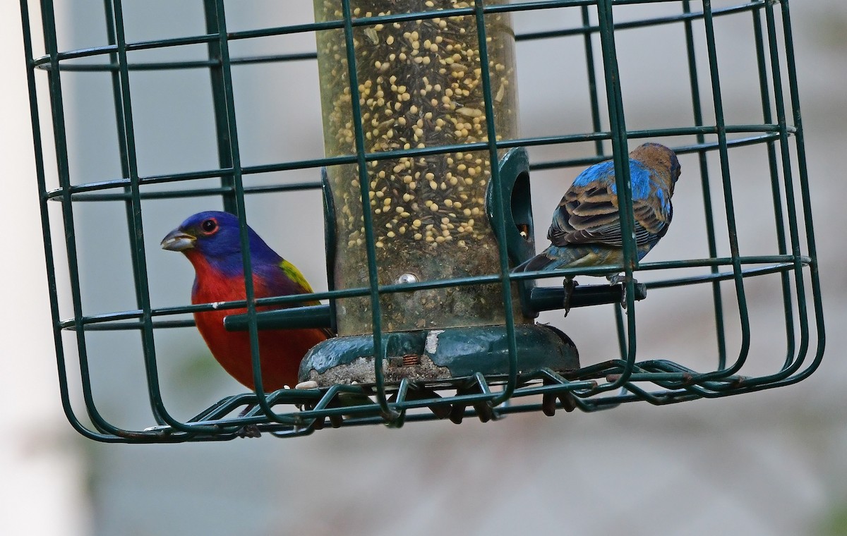 Indigo Bunting - ML632624831