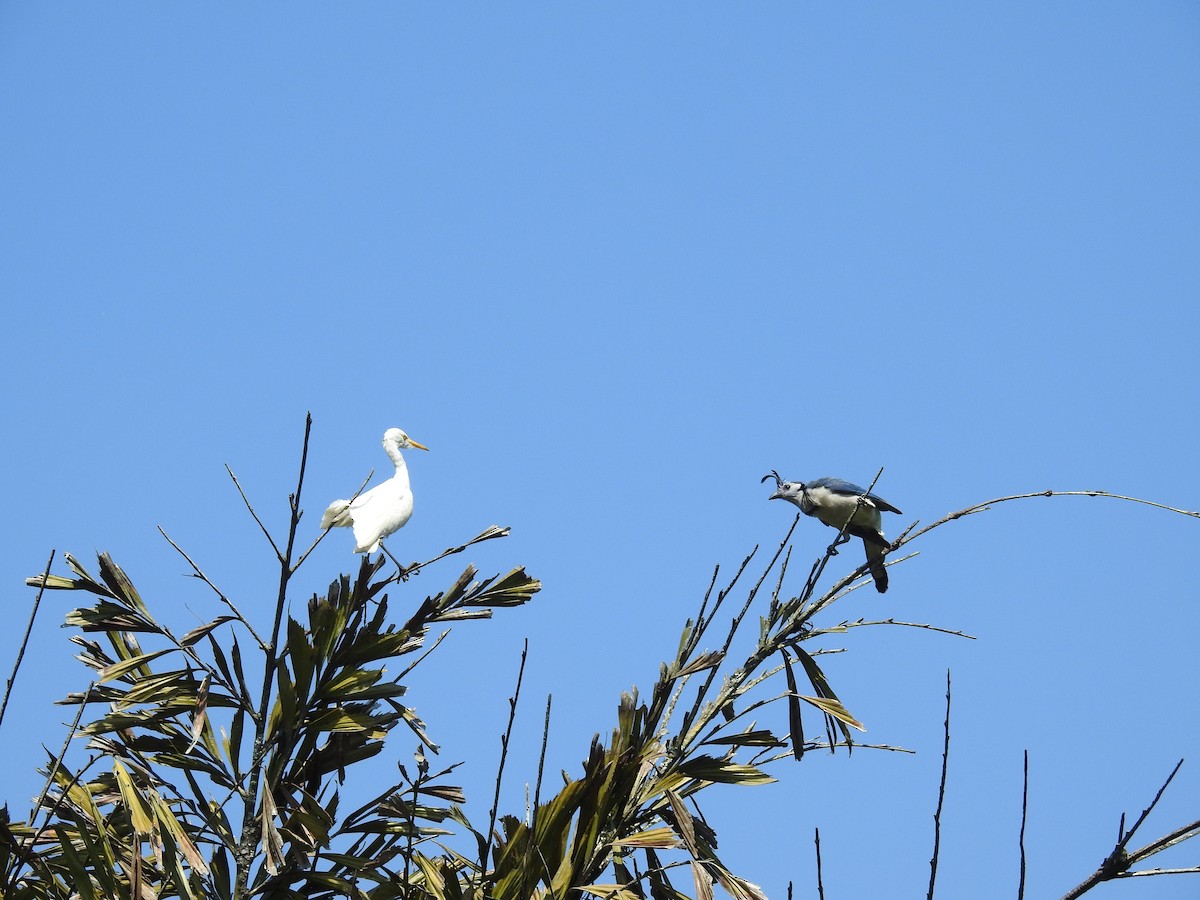Western Cattle-Egret - ML632624924