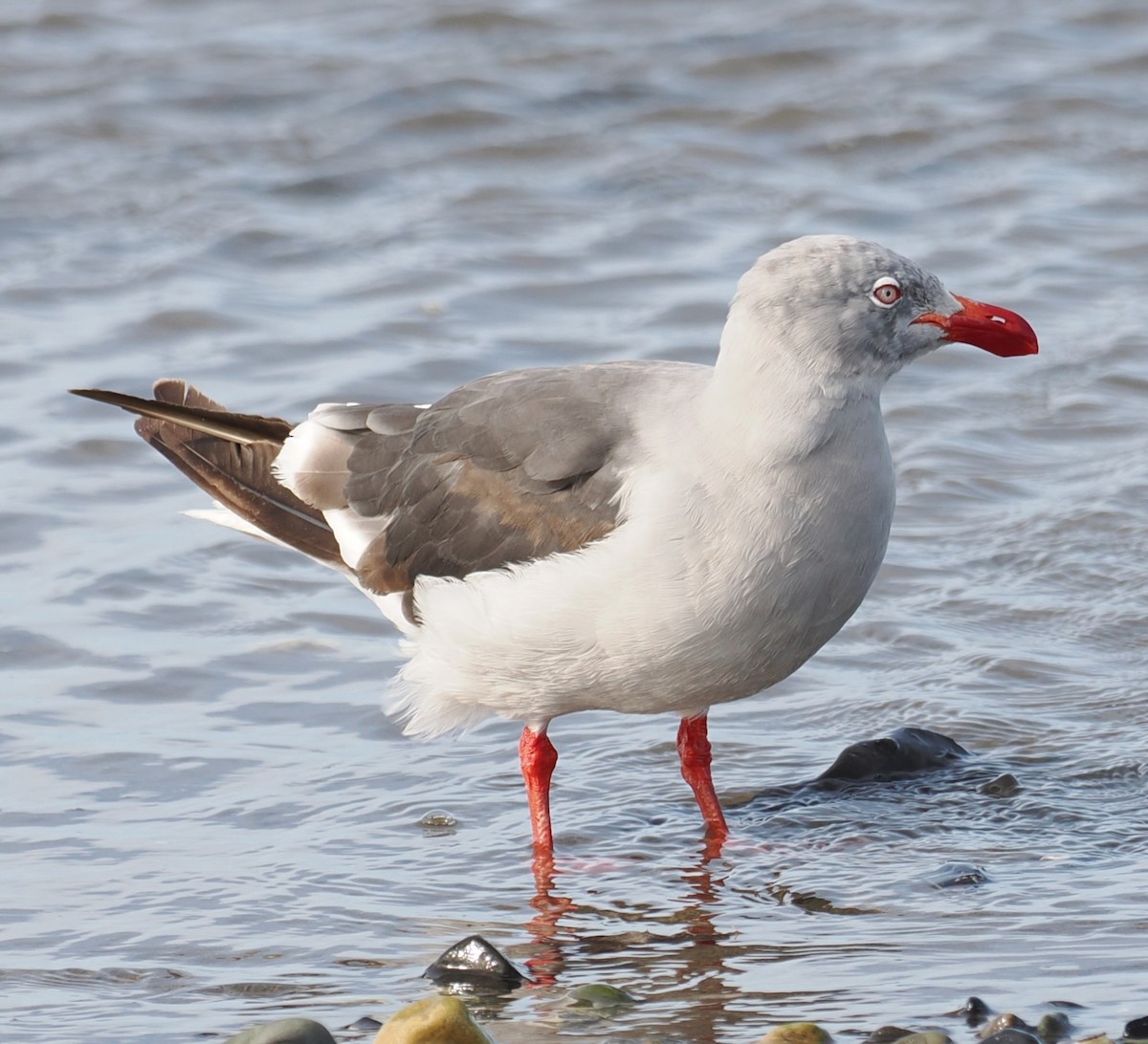 Blutschnabelmöwe - ML632624937