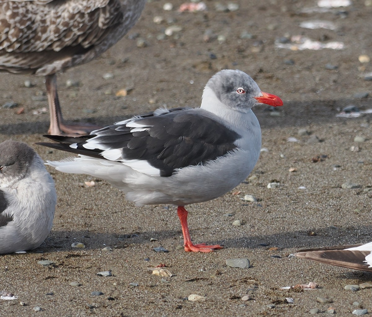 Blutschnabelmöwe - ML632624946